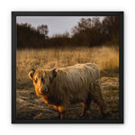 Highland Cow Framed Canvas