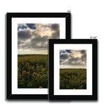 Rhossili Sunflowers Framed & Mounted Print
