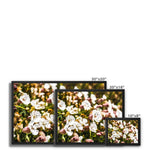 Sea Campion Framed Canvas
