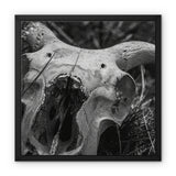 Horns Framed Canvas