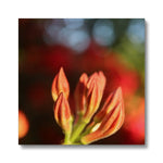 Fiore Italiano Canvas