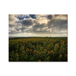Rhossili Sunflowers Fine Art Print
