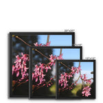 Pink Cercis Framed Canvas