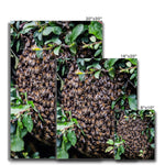 The Hive Canvas