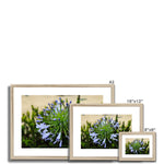 African Lily Framed & Mounted Print