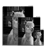 Alpaca Fine Art Print