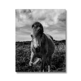 Whitesands Pony Canvas
