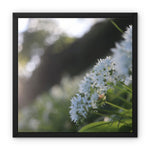 Tilia Cordata Framed Canvas