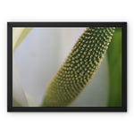 Lysichiton Framed Canvas