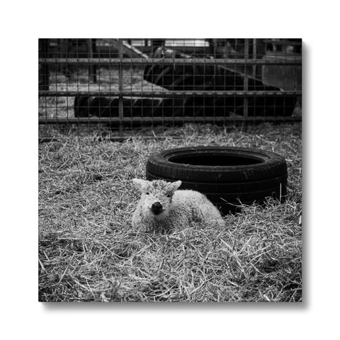 Little Lamb Canvas