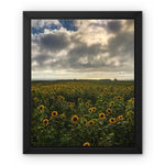 Rhossili Sunflowers Framed Canvas