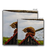 Red Panda Canvas