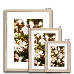 Sea Campion Framed & Mounted Print