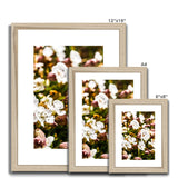 Sea Campion Framed & Mounted Print