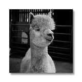 Alpaca Canvas