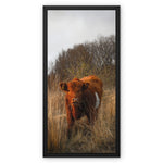 Welsh Cow Framed Canvas