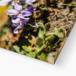 Wild Violets Canvas