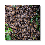 The Hive Canvas