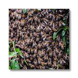 The Hive Canvas
