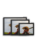Red Panda Framed Canvas
