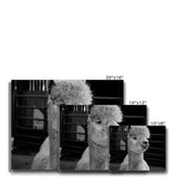 Alpaca Canvas