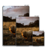 Highland Cow Canvas