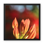 Fiore Italiano Framed Canvas