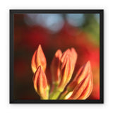 Fiore Italiano Framed Canvas