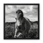 Whitesands Pony Framed Canvas