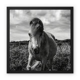 Whitesands Pony Framed Canvas