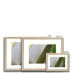 Lysichiton Framed & Mounted Print