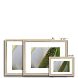 Lysichiton Framed & Mounted Print