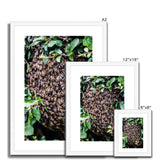 The Hive Framed & Mounted Print
