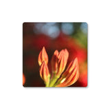 Fiore Italiano Coaster