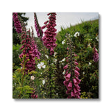 Foxgloves Canvas