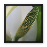 Lysichiton Framed Canvas