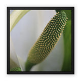 Lysichiton Framed Canvas