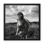 Whitesands Pony Framed Canvas