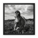 Whitesands Pony Framed Canvas