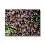 The Hive Canvas