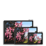 Pink Cercis Framed Canvas