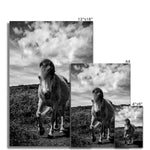 Whitesands Pony Fine Art Print