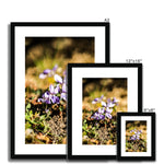 Wild Violets Framed & Mounted Print
