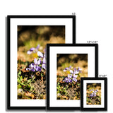 Wild Violets Framed & Mounted Print