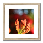 Fiore Italiano Framed & Mounted Print