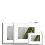 Lysichiton Framed & Mounted Print