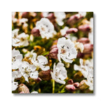 Sea Campion Canvas