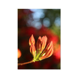 Fiore Italiano Fine Art Print