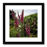 Foxgloves Framed & Mounted Print