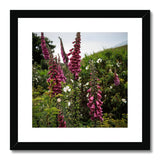 Foxgloves Framed & Mounted Print